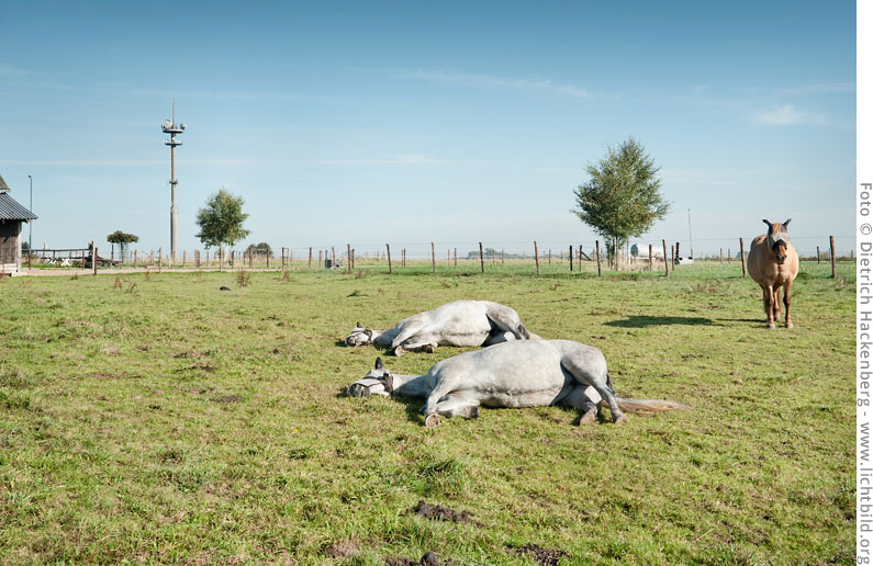 Surreales Ensemble am Dorfrand. Funkturm und Pferde mit Fliegenschutz vor den Augen, Opherten im Rheinland. Foto © Dietrich Hackenberg